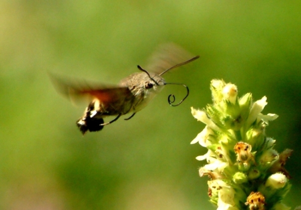 Galleria di insetti in volo